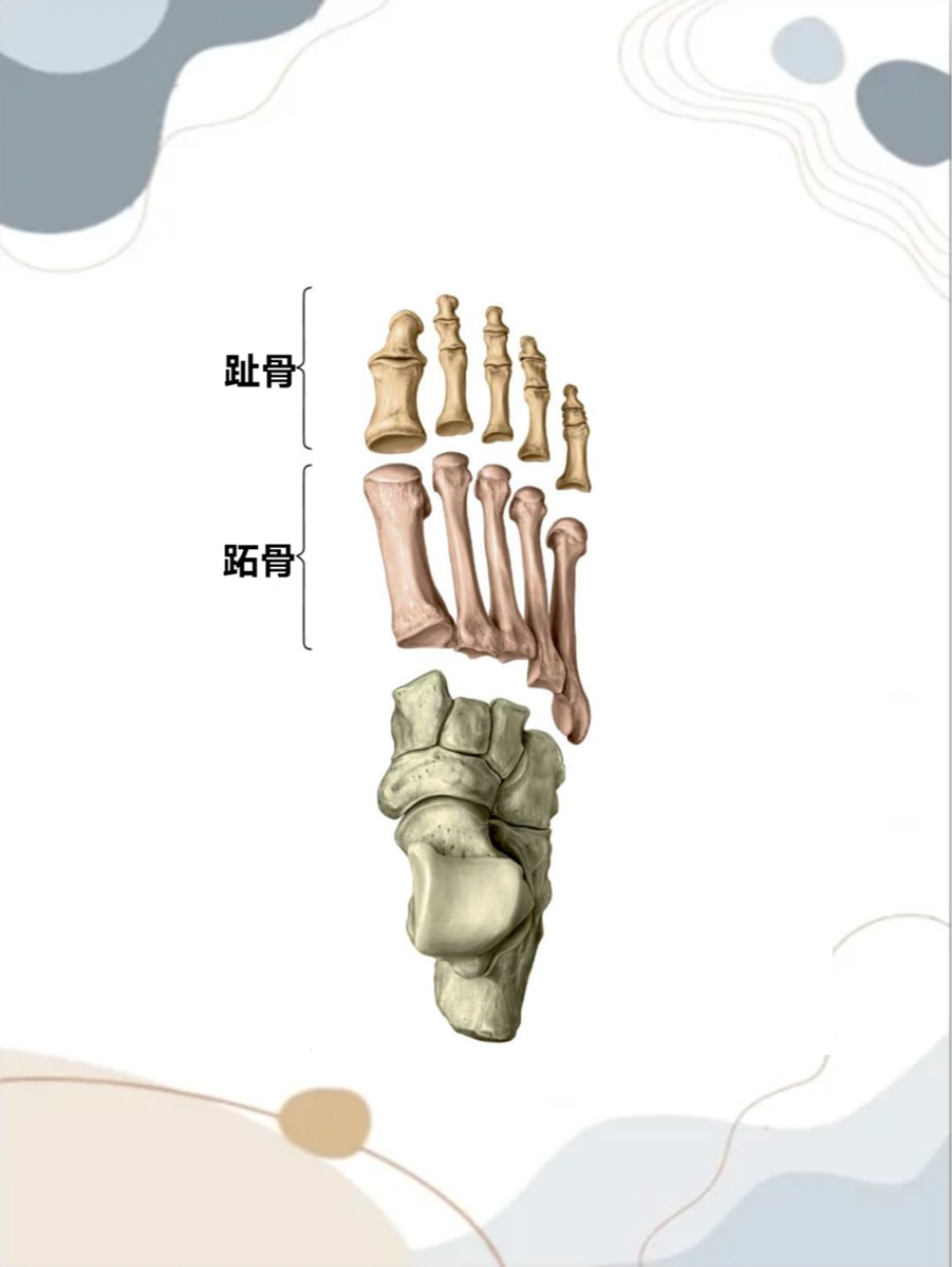 走进足部结构:趾骨与跖骨,傻傻分不清楚?