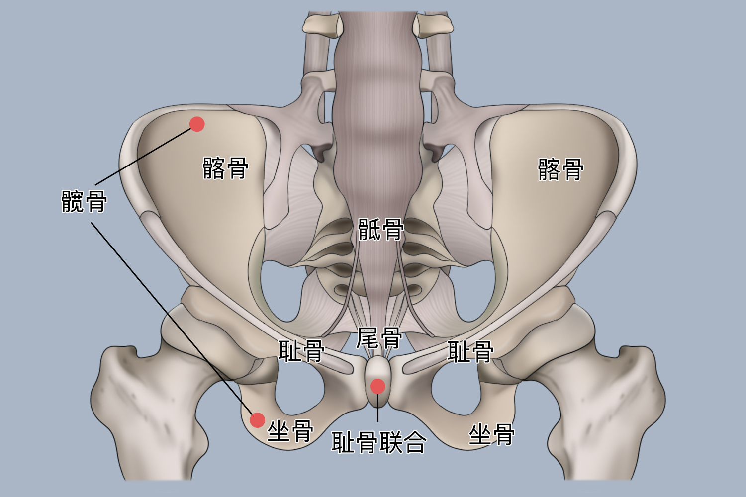 髋骨周围结构图