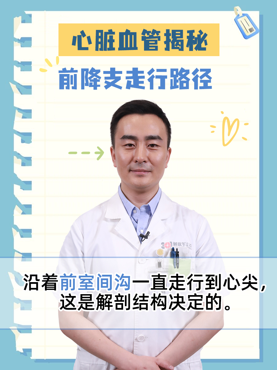 心脏血管揭秘：前降支走行路径