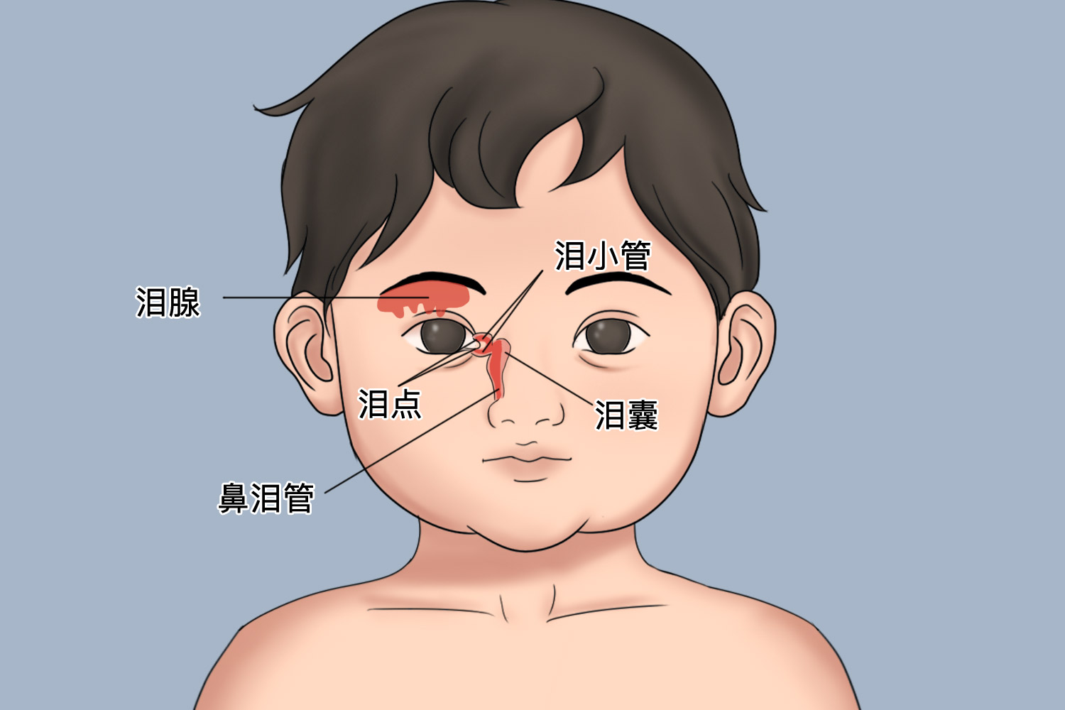 婴儿泪囊区部位图