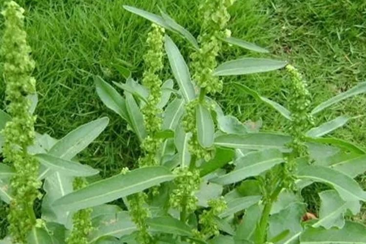 野菠菜植株图