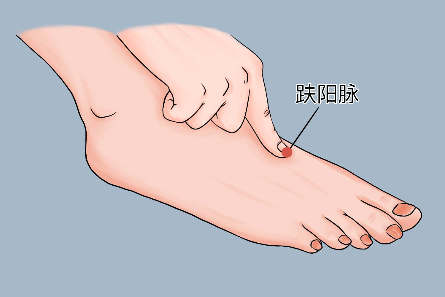 趺阳脉位置图