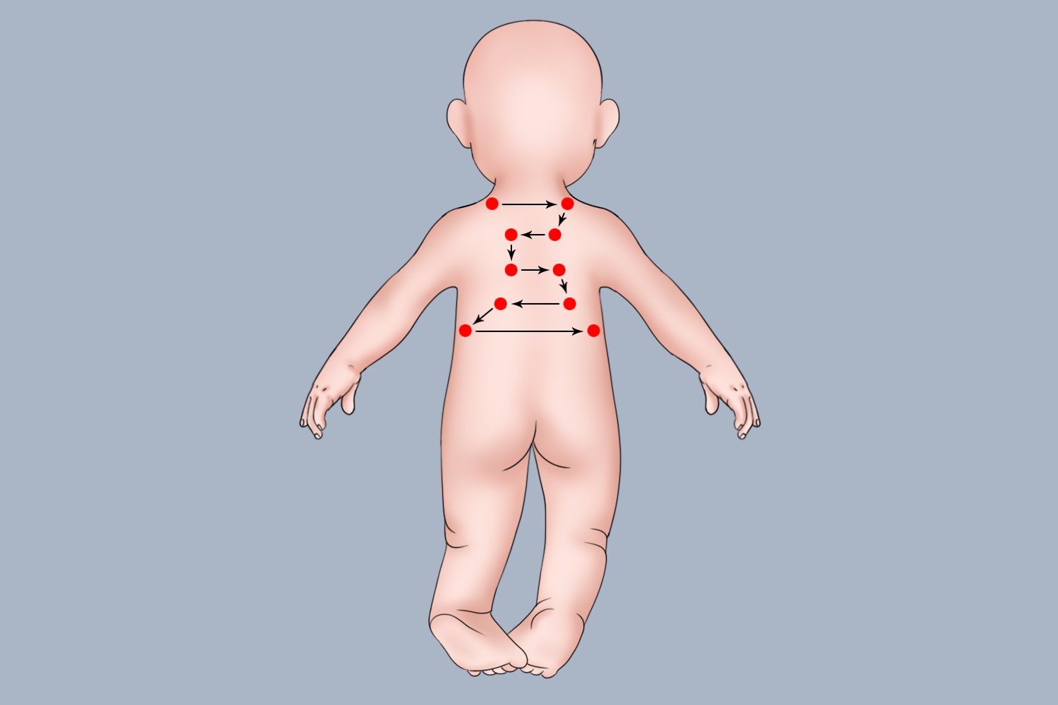 婴儿后胸部肺部听诊位置图