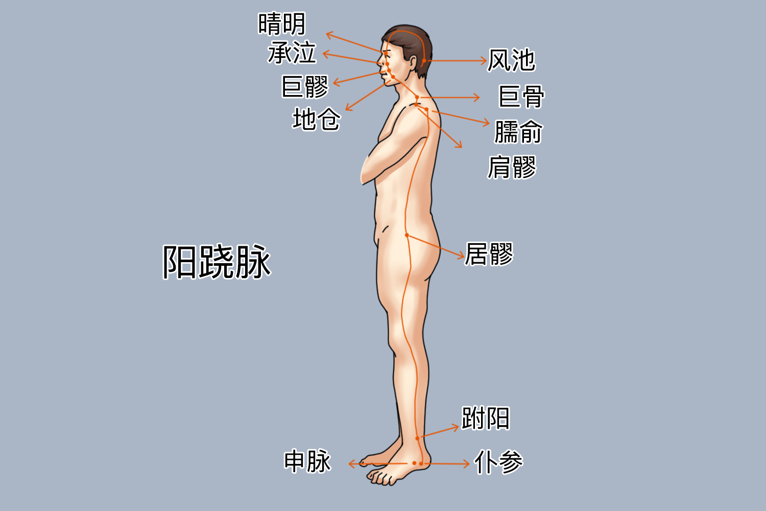 阳跷脉循行路线图