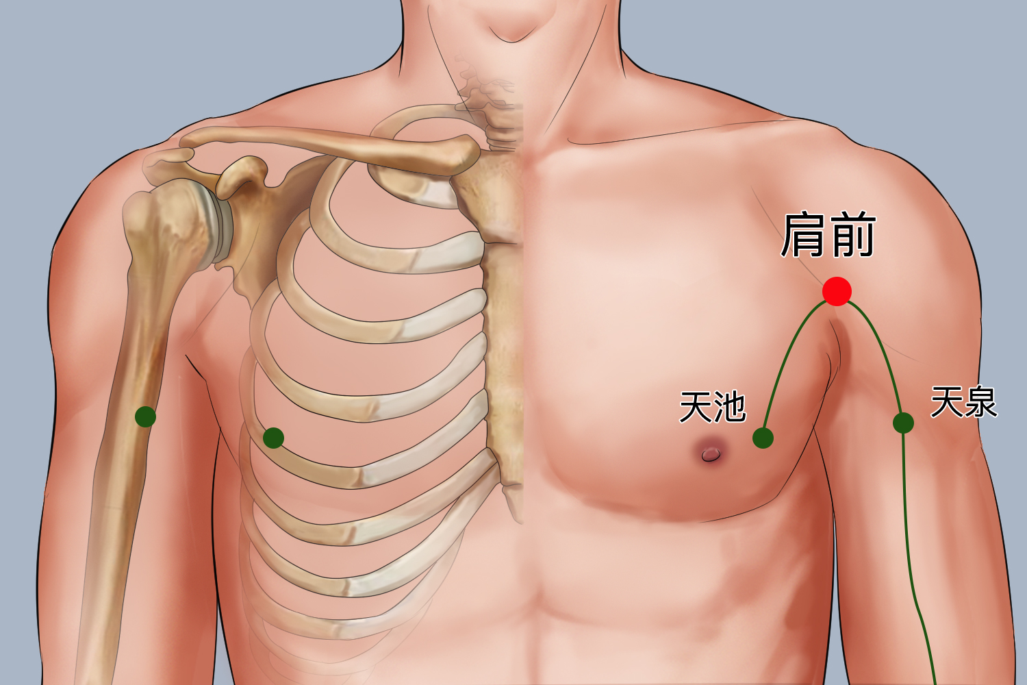 肩前穴位置图