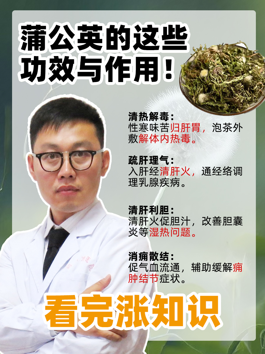 蒲公英的这些功效与作用！看完涨知识