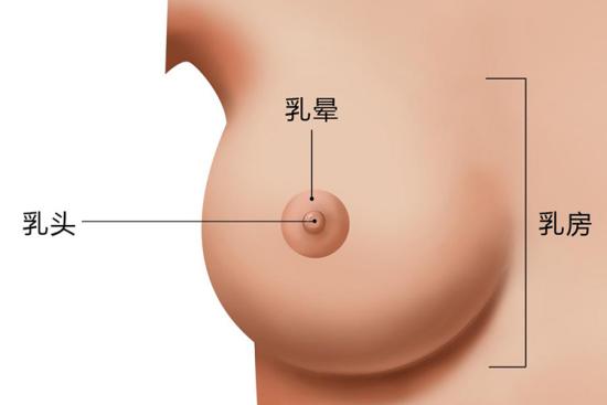 女生乳头图 女生乳头图
