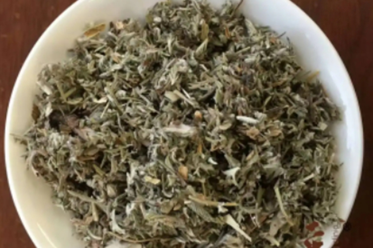 中药朝天委陵菜图