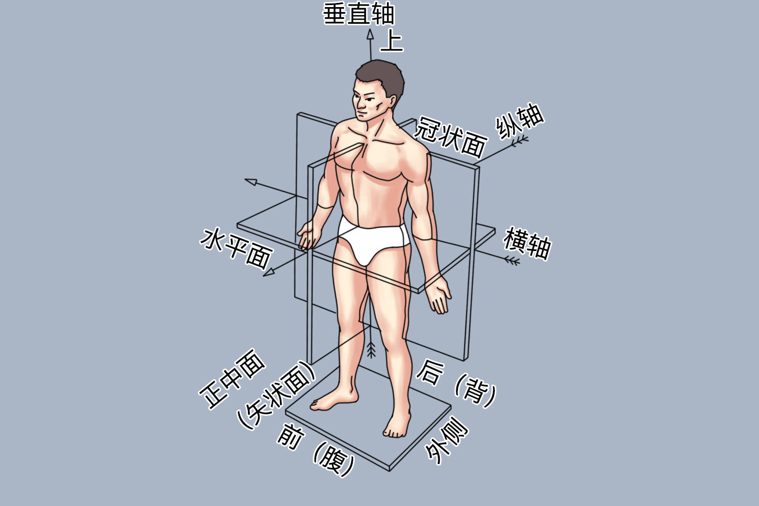 人体三大轴示意图