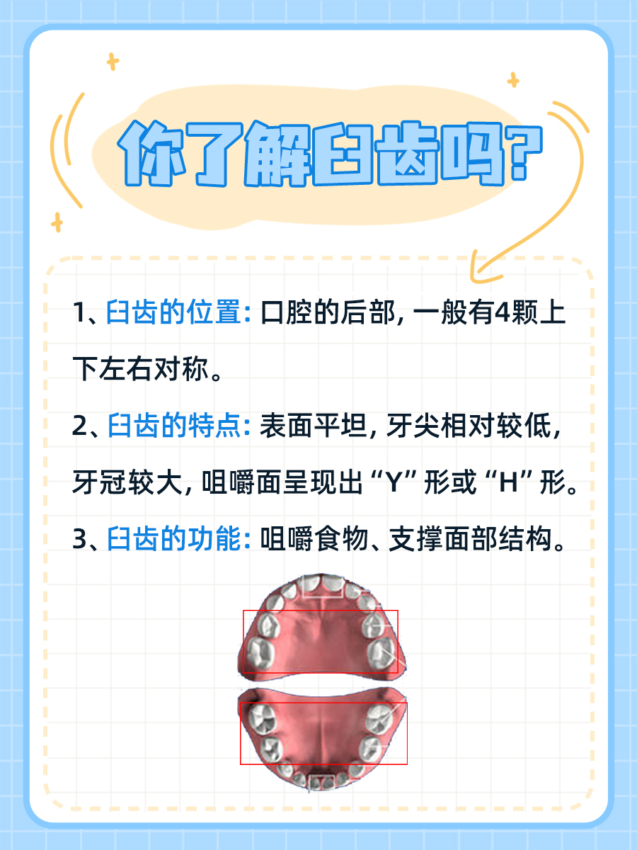 医生小课堂|什么是臼齿？