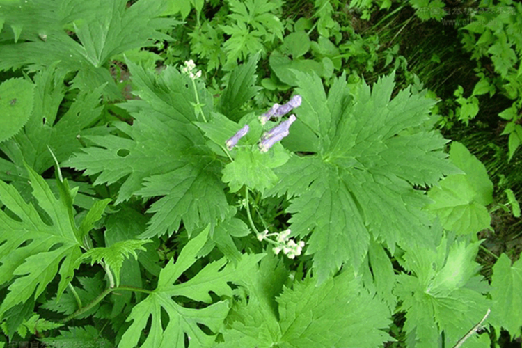 磨三转中草药图片
