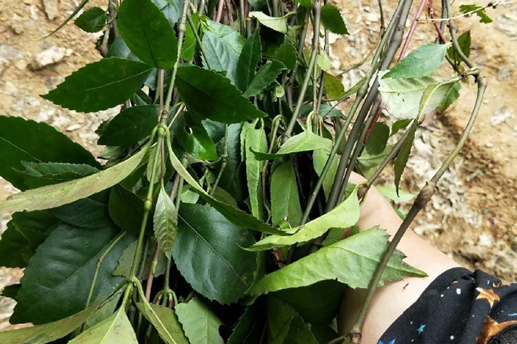 九节茶草药图 九节茶草药图