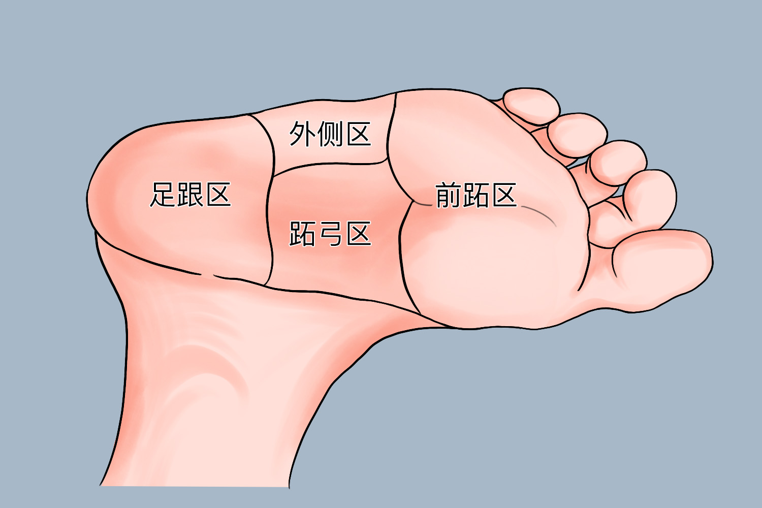 足底部位名称图脚底足跟区图脚底前跖区图脚底外侧区图脚底跖弓区图
