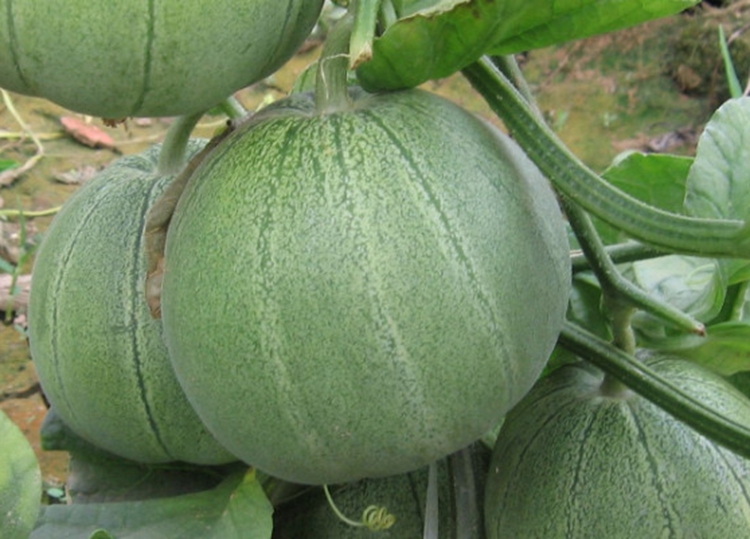 甜瓜.jpg