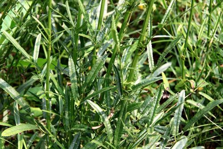 长叶地榆原植物图