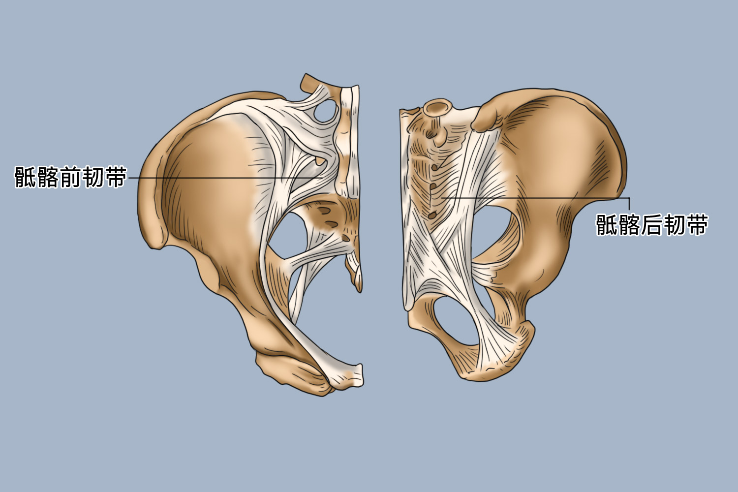 骶髂韧带起止点图