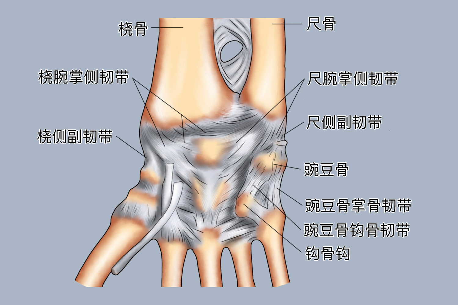 腕关节韧带掌侧观图