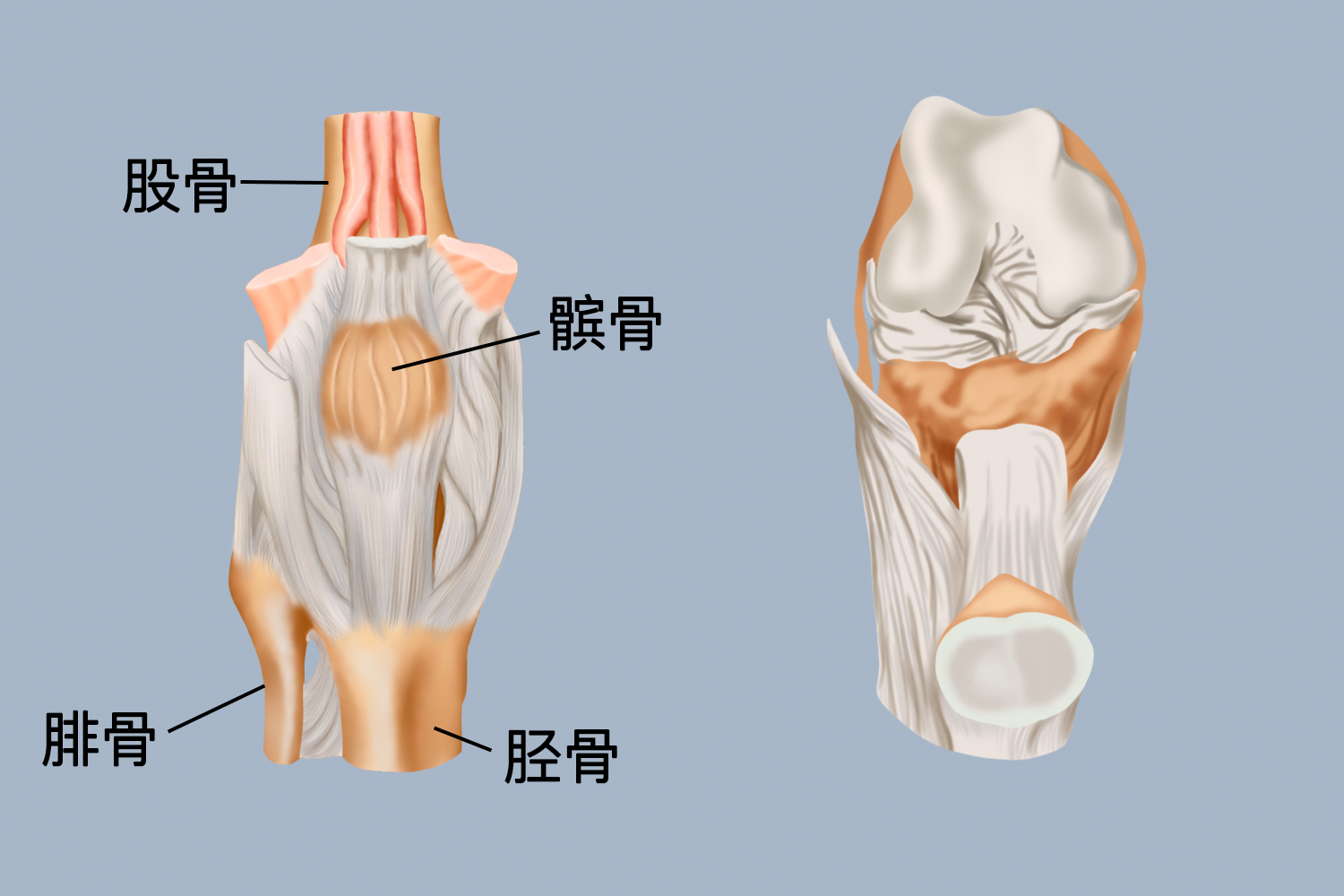 膝关节图