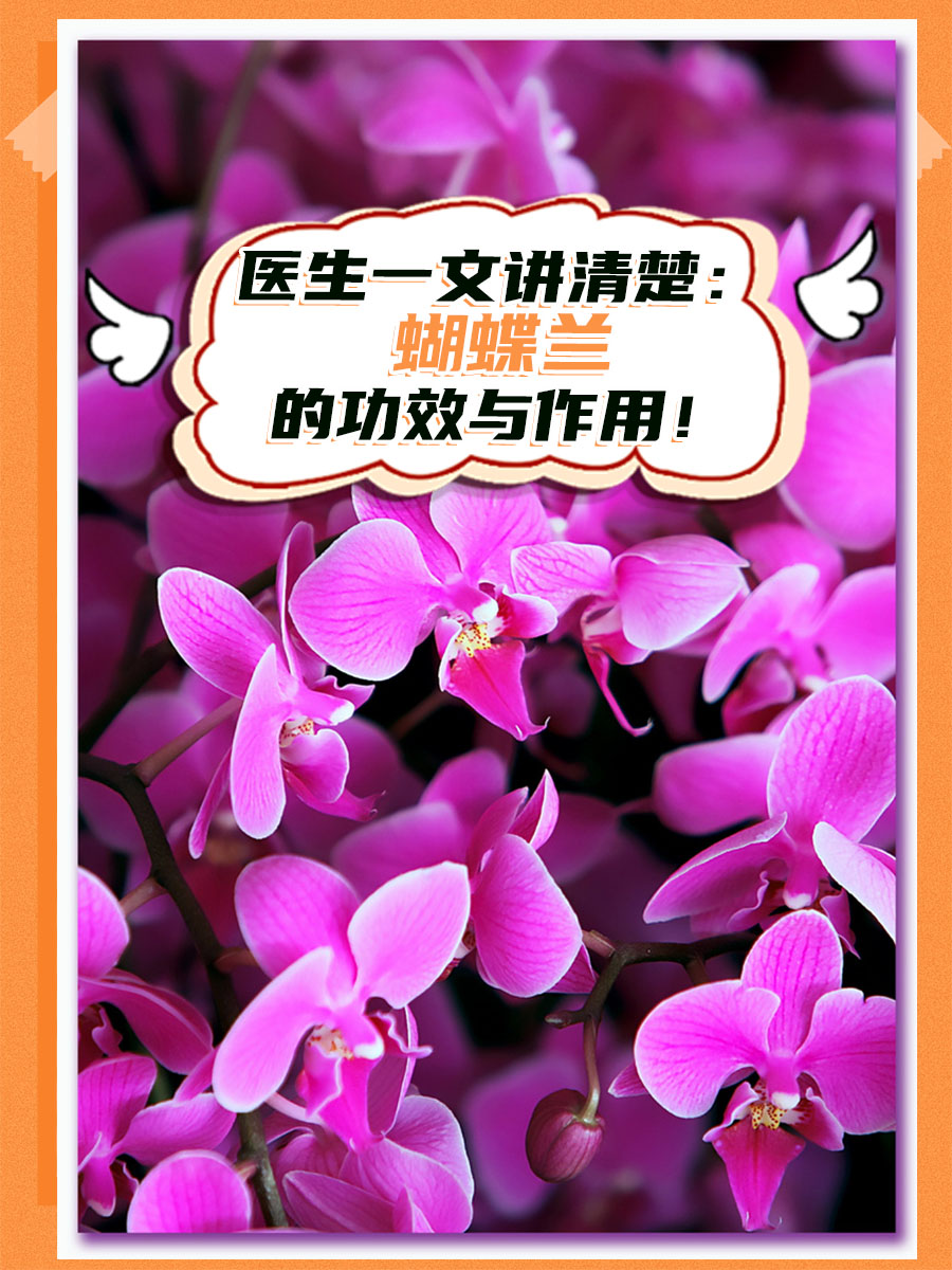 医生一文讲清楚：蝴蝶兰的功效与作用！