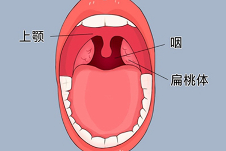 正常扁桃体图
