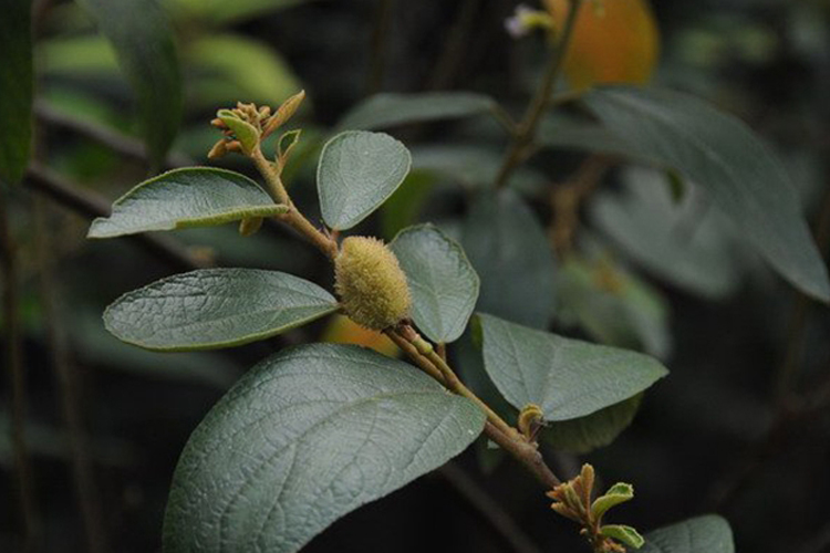 坡芝麻草药原植株图
