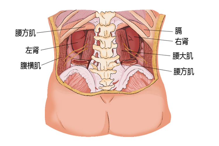 肾位置毗邻图（后）