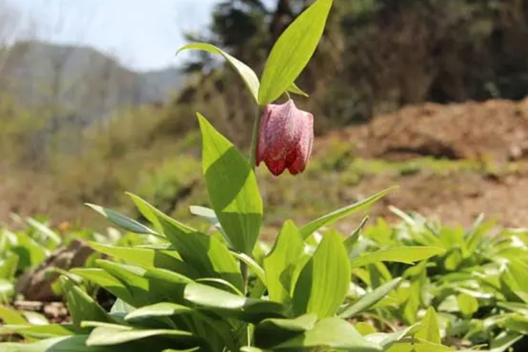 川贝母全株图 川贝母全株图