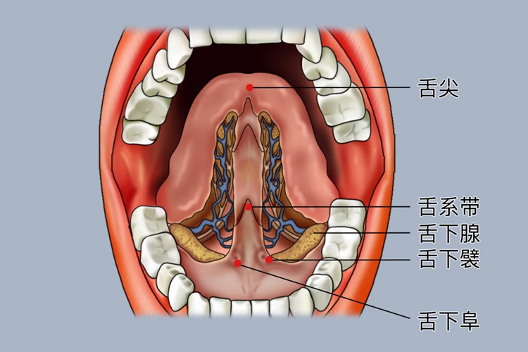 舌头下名称图 舌头下名称图