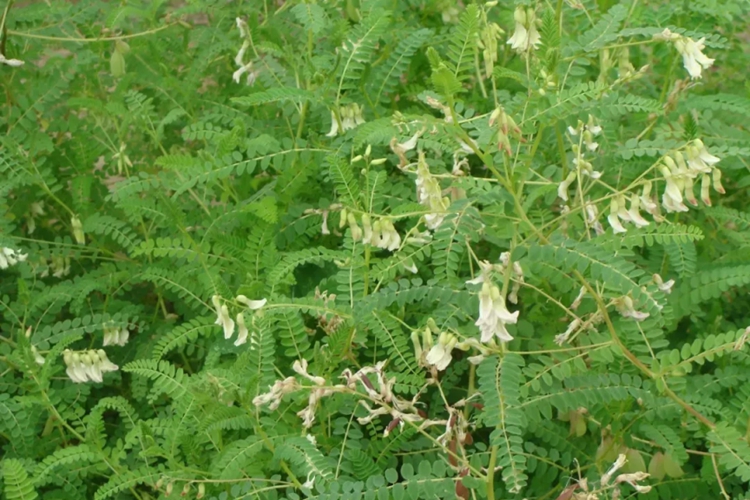 蒙古黄芪植株图 蒙古黄芪植株图