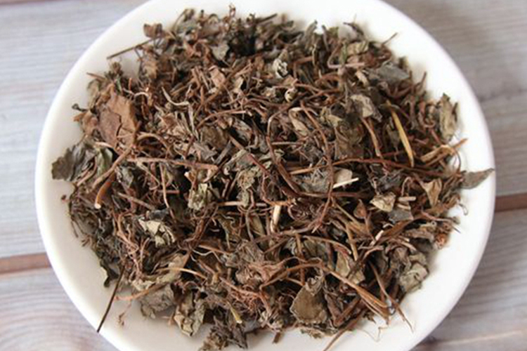 中药迎风草图