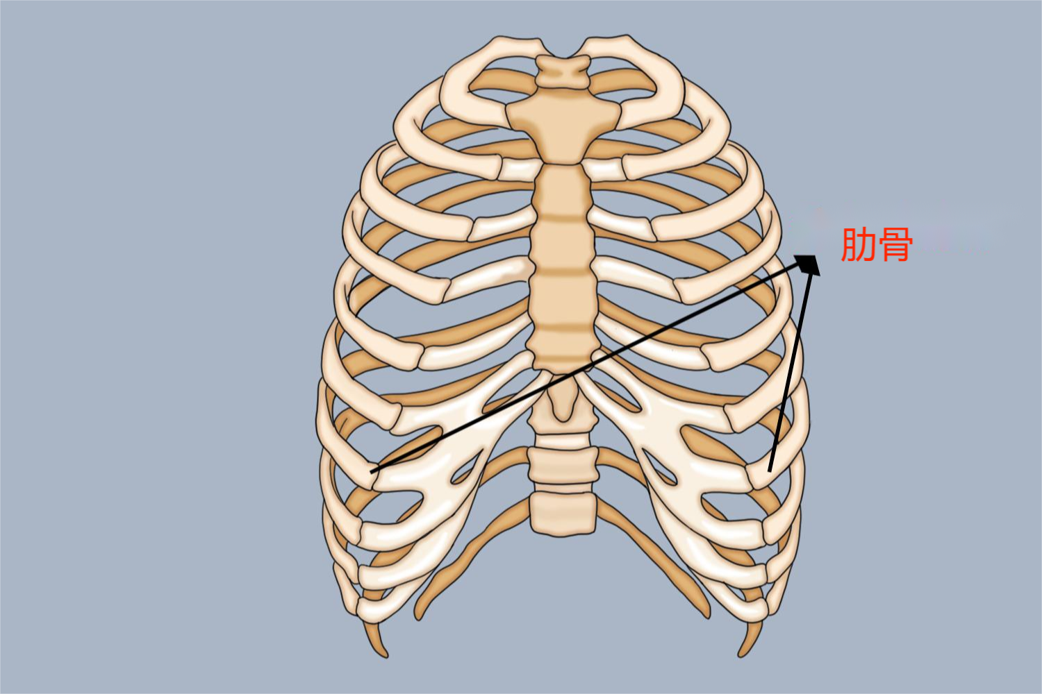 正面十二对肋骨图