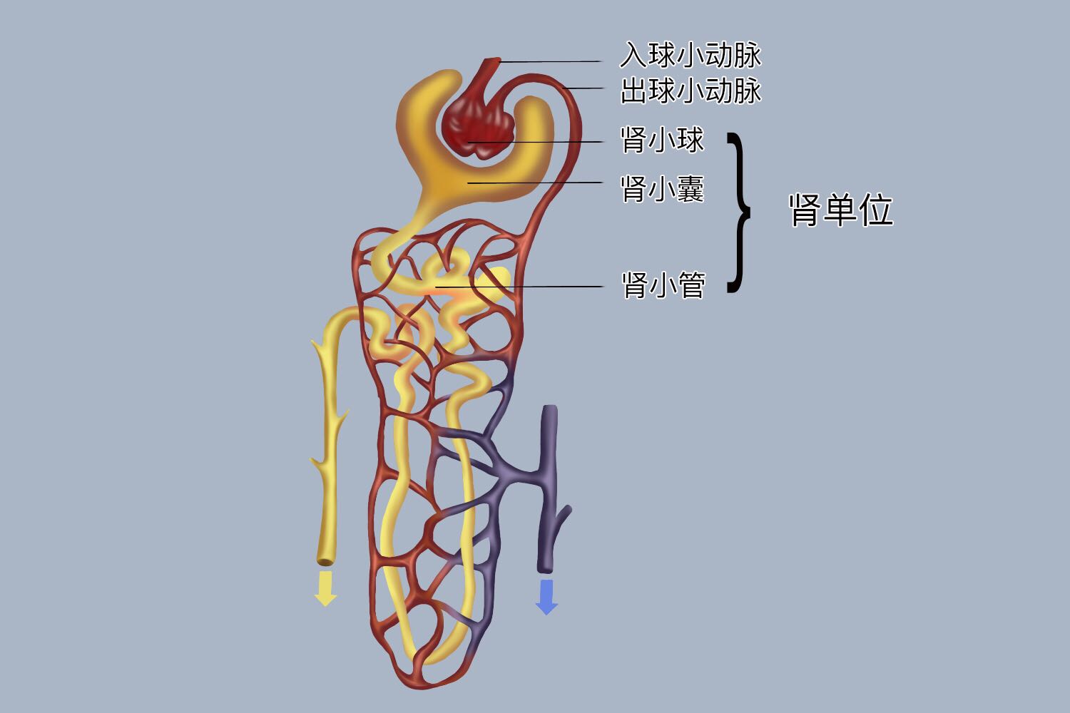 肾单位结构示意图讲解图片