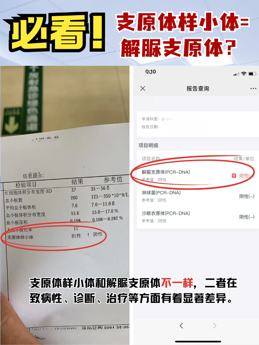 必看！支原体样小体=解脲支原体？