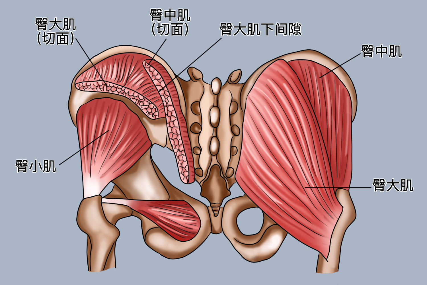 臀大肌下间隙的位置图