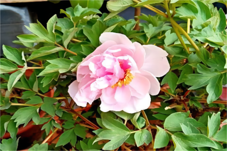 牡丹植株外观 牡丹植株外观