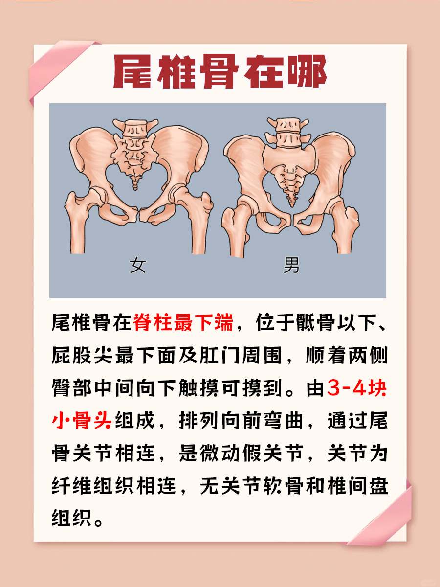医生解答，尾椎骨在哪？
