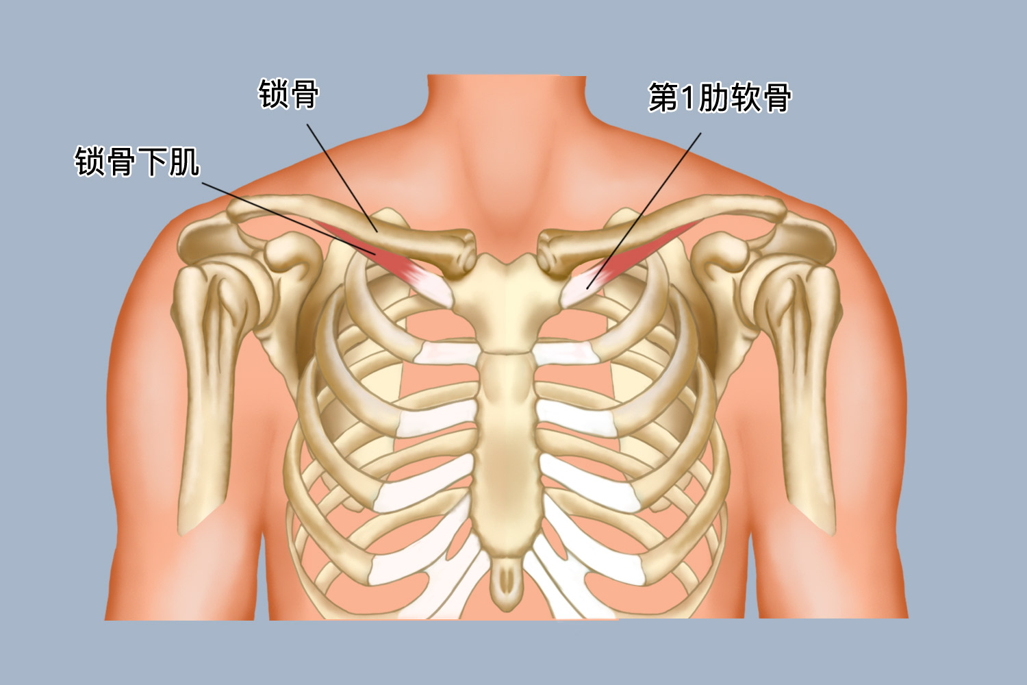 锁骨位于颈下,桥架于胸骨与肩峰之间,为唯一联系肩胛带与躯干的支架