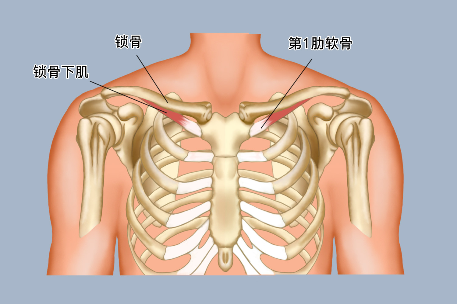 锁骨位置 示意图图片