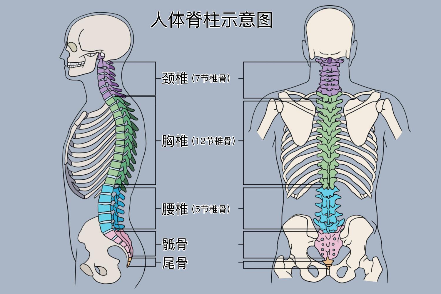 因此具有重要的作用,腰椎和骶骨的主要作用就是支撑躯干和保护脊髓