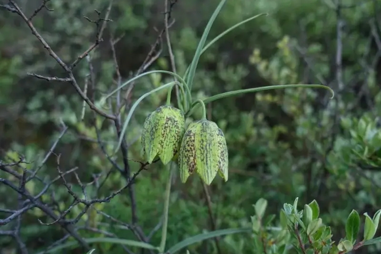 川贝母植株图 川贝母植株图