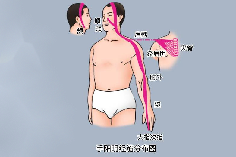 手阳明经筋分布图