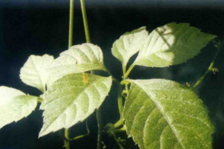 绞股蓝原植物图