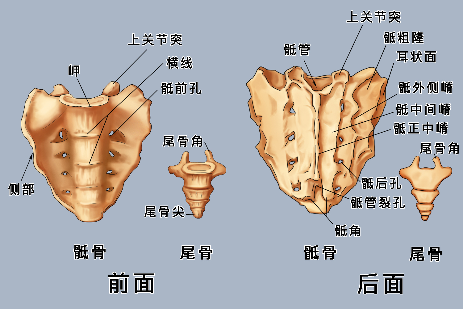骶骨和尾骨结构图