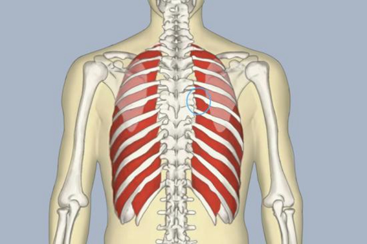 乳腺癌肋间转移背疼位置图