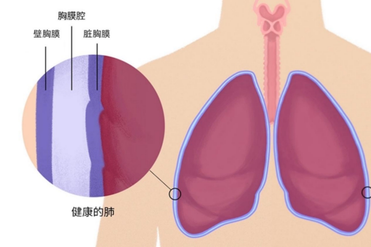 胸膜腔结构图 胸膜腔结构图