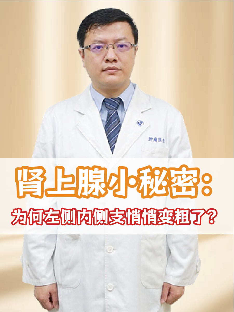 肾上腺小秘密:为何左侧内侧支悄悄变粗了?