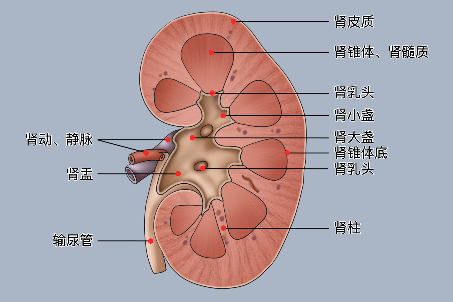 肾一旦损伤不能恢复正常吗