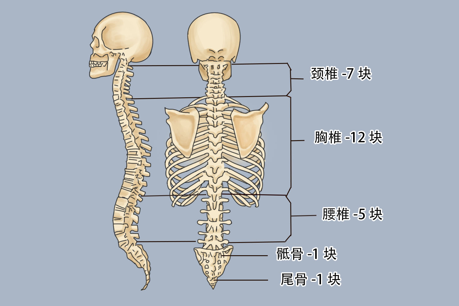 形成了一个三角形的结构,底向上,尖向下,与腰椎相连,帮助支撑上半身的
